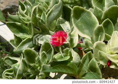 嬰兒太陽玫瑰多汁小花 80941427