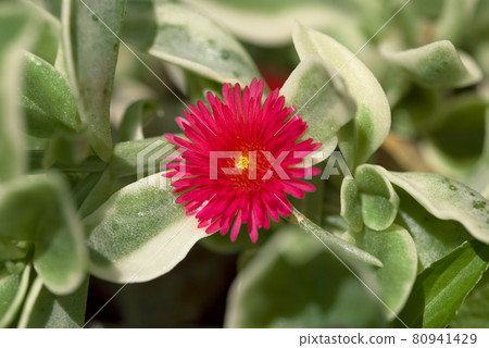 嬰兒太陽玫瑰多汁小花 80941429