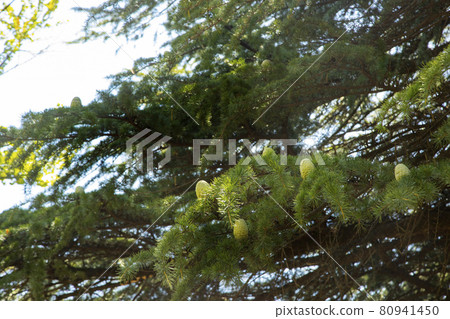 Agatanomori 公園喜馬拉雅雪鬆鬆果 80941450