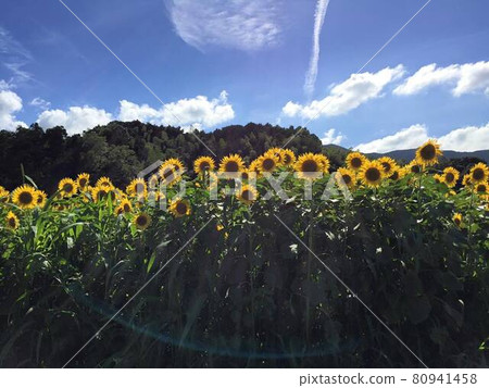 Sunflower field near the Yamada intersection in Katsuragi city, Nara prefecture 80941458