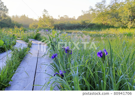 盛開的蔦池天然庭園渡上 盛開的蔦池天然庭園渡上 80941706