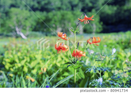 Tsugaike Natural Garden, Watasuge in full bloom Tsugaike Natural Garden, Watasuge in full bloom 80941734