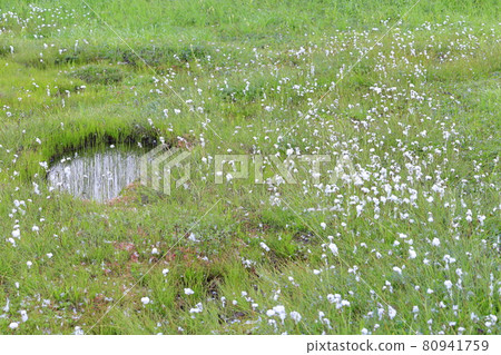 Tsugaike Natural Garden, Watasuge in full bloom 80941759