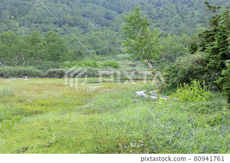 Tsugaike Natural Garden, Watasuge in full bloom 80941761