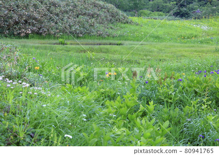 盛開的蔦池天然庭園渡上 盛開的蔦池天然庭園渡上 80941765