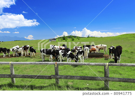 宇久志原高原牛 80941775