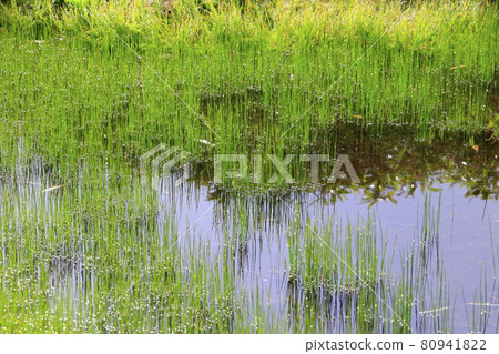 Tsugaike Natural Garden, Watasuge in full bloom 80941822