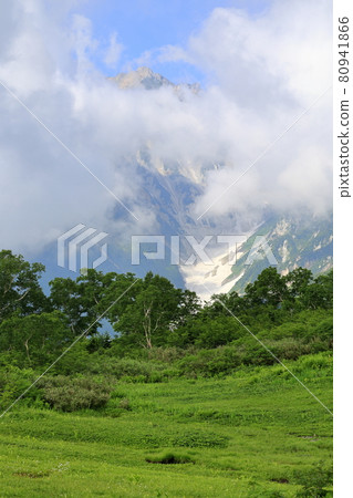 Tsugaike Natural Garden, Watasuge in full bloom 80941866
