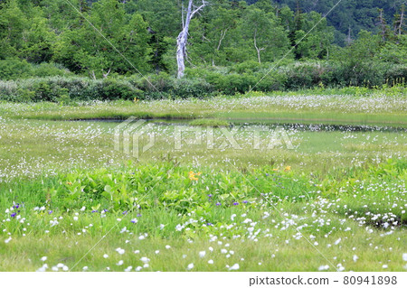 Tsugaike Natural Garden, Watasuge in full bloom 80941898