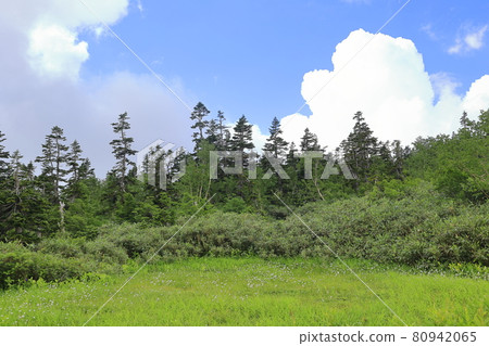 Tsugaike Natural Garden, Watasuge in full bloom Tsugaike Natural Garden, Watasuge in full bloom 80942065