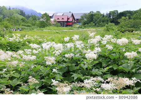盛開的蔦池天然庭園渡上 80942086