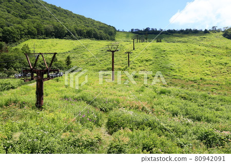 Tsugaike Natural Garden, Watasuge in full bloom 80942091