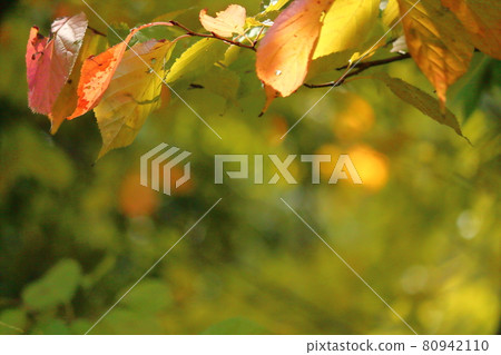 秋天的櫻花葉 80942110
