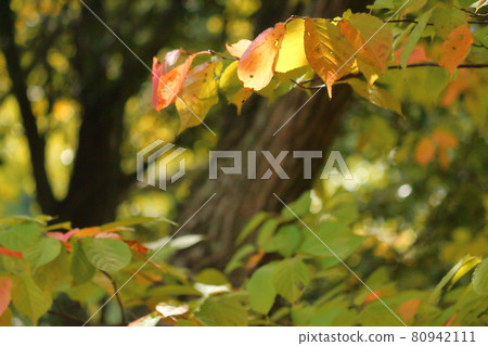 秋天的櫻花葉 80942111