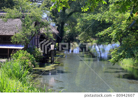 Daio Wasabi Farm 80942607