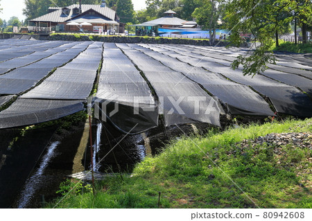 Daio Wasabi農場 80942608