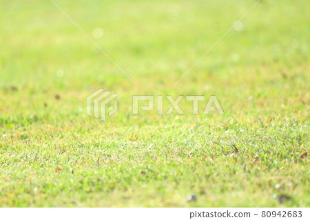 Green on the lawn Green on the lawn 80942683