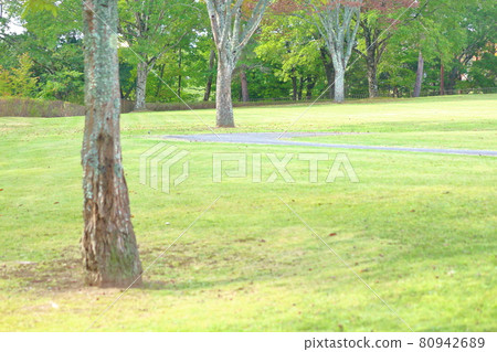 Trees and lawn green Trees and lawn green 80942689