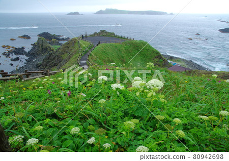 Cape Sukoton, Rebun Island and white flowers of cow parsnip (Rebun Town, Hokkaido) 80942698