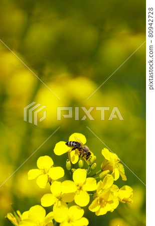Honey bee collecting dust on yellow rapeseed flower, Bee flying from flower to flower, Nature Landscape, Vertical Resolution Honey bee collecting dust on yellow rapeseed flower, Bee flying from flower to flower, Nature Landscape, Vertical Resolution 80942728