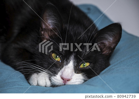 Portrait of Black and White Cat lying on blue cloth, Pets with yellow eyes and long white mustache, Nursling animal background Portrait of Black and White Cat lying on blue cloth, Pets with yellow eyes and long white mustache, Nursling animal background 80942739