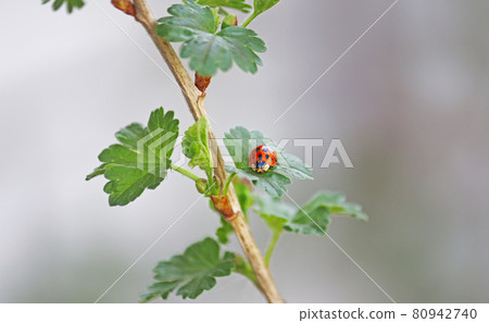 Ladybug sitting on a fresh green grass leaf, Spring background, banner, Copyspace 80942740