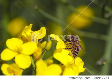 Honey bee collecting dust on yellow rapeseed flower, Bee flying from flower to flower, Nature Landscape 80942741