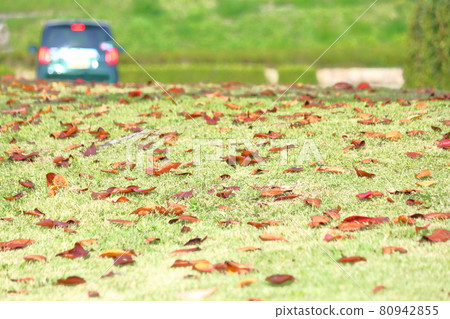 Fallen leaves and green grass Fallen leaves and green grass 80942855