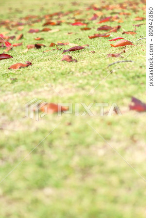 Fallen leaves and green grass Fallen leaves and green grass 80942860