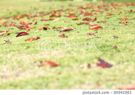 Fallen leaves and green grass Fallen leaves and green grass 80942861