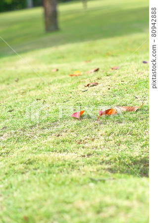 Fallen leaves and green grass Fallen leaves and green grass 80942888