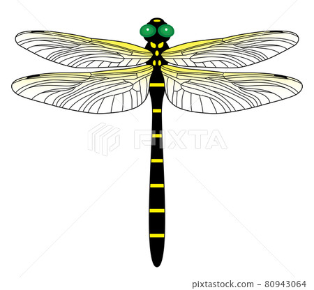 Anotogaster sieboldii 蜻蜓的插圖 Anotogaster sieboldii 蜻蜓的插圖 80943064