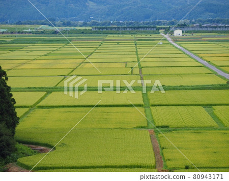 Summer rural scenery [Murakami City, Niigata Prefecture] 80943171