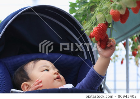 嬰兒推車體驗草莓採摘 嬰兒推車體驗草莓採摘 80943402