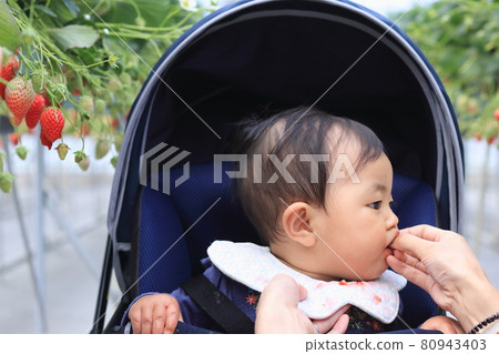 嬰兒推車體驗草莓採摘 嬰兒推車體驗草莓採摘 80943403