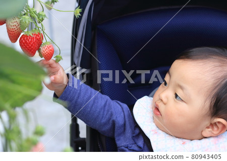 嬰兒推車體驗草莓採摘 80943405