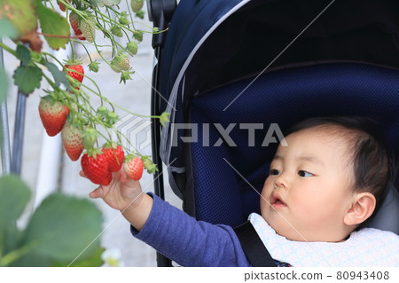 嬰兒推車體驗草莓採摘 嬰兒推車體驗草莓採摘 80943408