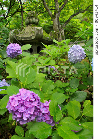 Hydrangea of Hydrangea Temple Vertical position Hydrangea of Hydrangea Temple Vertical position 80943414