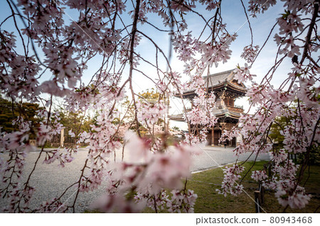 清涼寺的春天，從盛開的垂枝櫻花之間可以看到京都府指定文化財產仁王門。 80943468