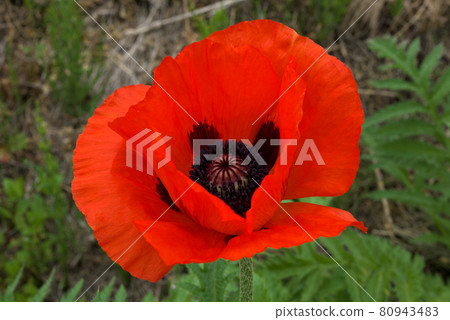 東方罌粟飯糰 80943483