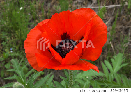 Oriental Poppy Onigeshi 80943485