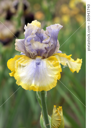 Unusual color German iris Unusual color German iris 80943740