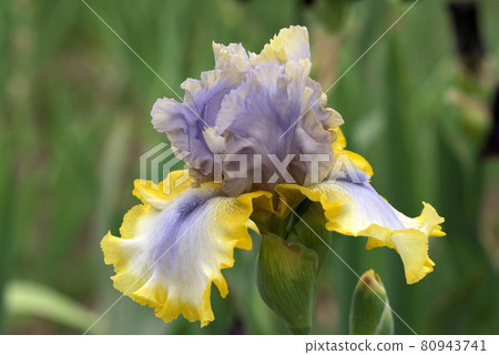 Unusual color German iris 80943741