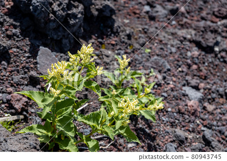Ontade，一種位於富士山山道上的高山植物 80943745
