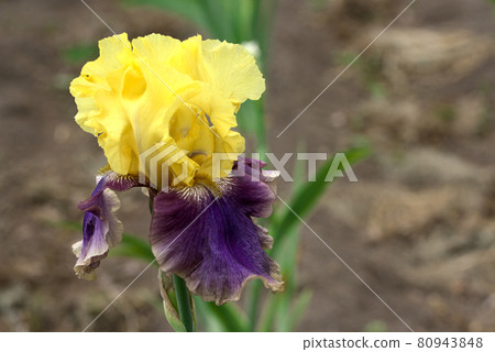 German iris yellow and purple German iris yellow and purple 80943848