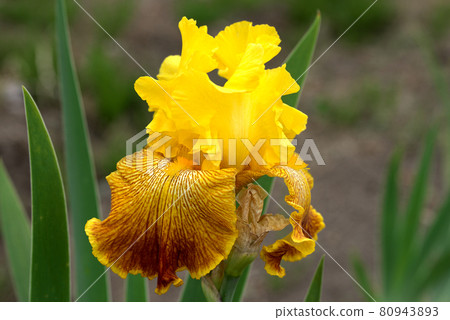 Yellow German Iris 80943893