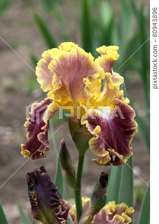德國鳶尾黃色和紫色 80943896