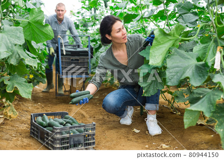 Female farmer picking to crate harvested cucumbers in hothouse 80944150
