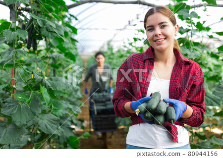 Collective picking of cucumbers Collective picking of cucumbers 80944156