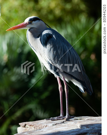 Grey heron posing on a stone Grey heron posing on a stone 80944203